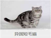 山东智掌网络科技有限公司