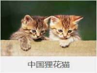 山东智掌网络科技有限公司
