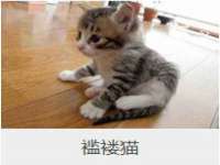 山东智掌网络科技有限公司