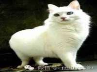 山东智掌网络科技有限公司