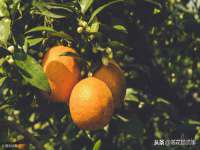 山东智掌网络科技有限公司